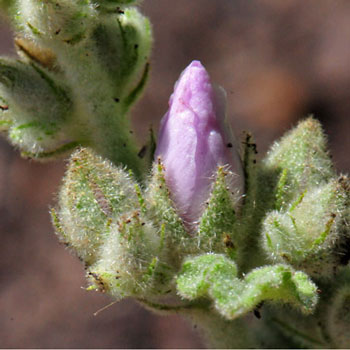 Heavy pubescence on alacothamnus fasciculatus, Bush Mallow Malacothamnus fasciculatus, Bush Mallow